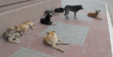 В Ессентуках неизвестные попытались сжечь машину службы отлова бродячих собак