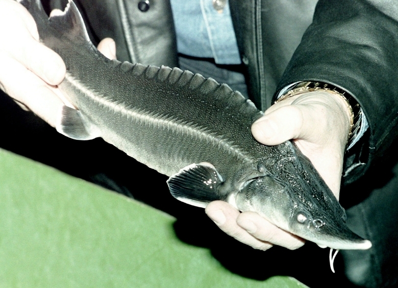 Изображение Астраханец лишился авто и получил год исправительных работ из-за трех осетров