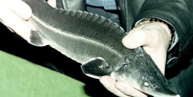 Астраханец лишился авто и получил год исправительных работ из-за трех осетров