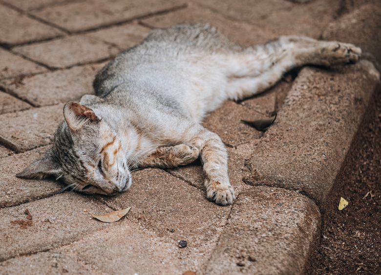Изображение Водителя грузовика из Заинска задержали за избиение кота
