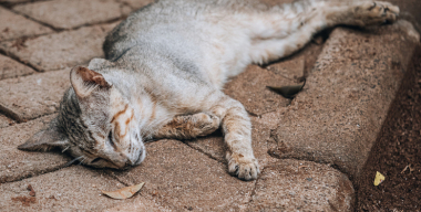 Водителя грузовика из Заинска задержали за избиение кота