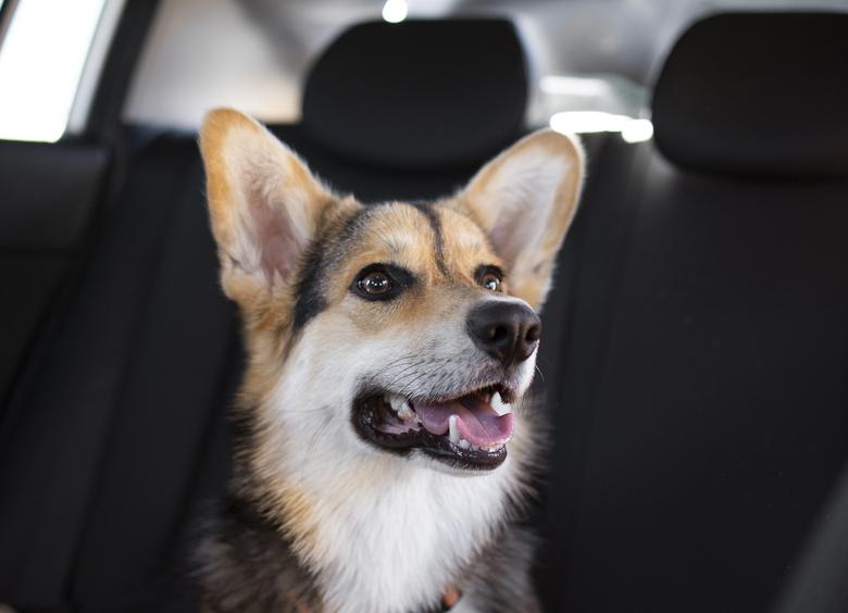 Изображение Автомобиль без водителя, но с собакой устроил ДТП в Мурманске