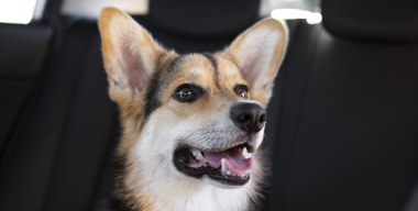 Автомобиль без водителя, но с собакой устроил ДТП в Мурманске