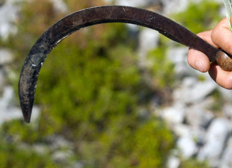 Изображение Житель Кубани с серпом в руках повредил пять машин в станице Челбасской