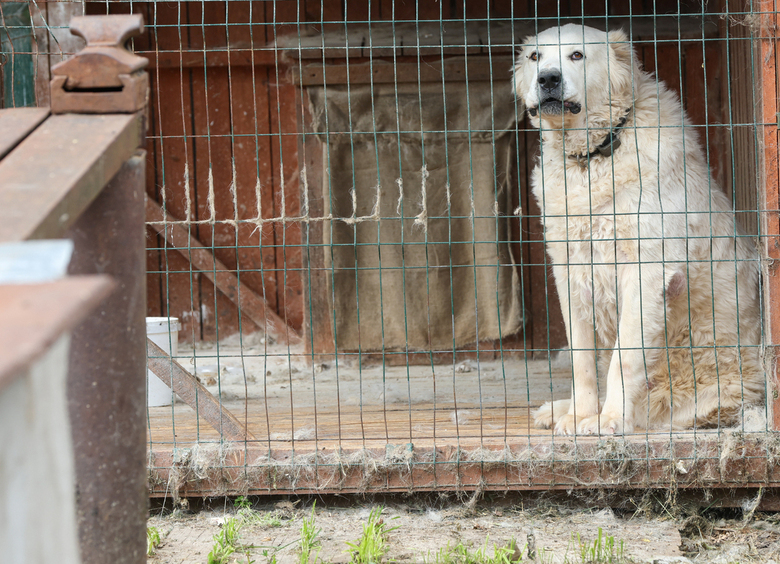 Изображение Волгоградский автослесарь «похоронил» бизнес клиентки и попал под суд