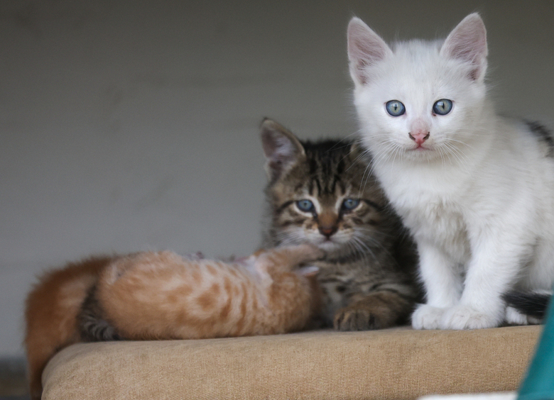 Изображение Патруль ДПС забрал котят у пьяного водителя без «прав»