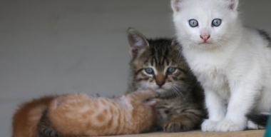 Патруль ДПС забрал котят у пьяного водителя без «прав»