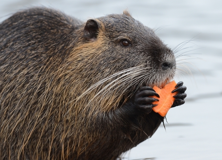 Изображение Бобр, строго соблюдающий ПДД, восхитил местных жителей в Твери