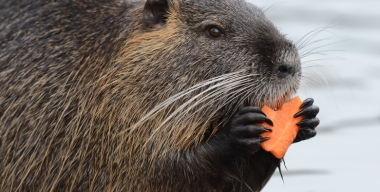 Бобр, строго соблюдающий ПДД, восхитил местных жителей в Твери