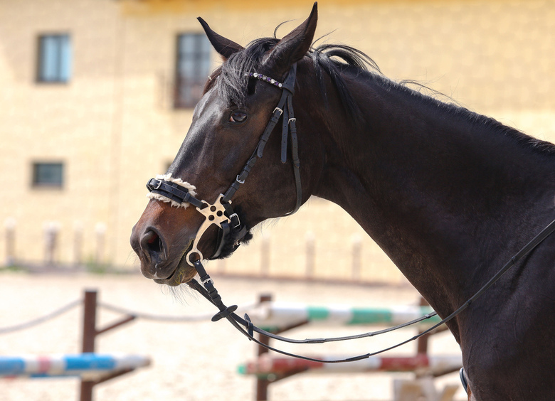 Изображение Водитель заставил жеребца идти на привязи за машиной в Новокуйбышевске