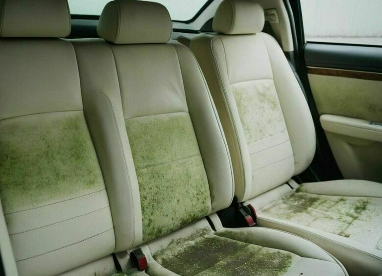 Засохни, плесень: что делать с проросшим в машине грибком