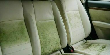 Засохни, плесень: что делать с проросшим в машине грибком