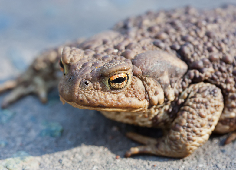 Изображение Жабий патруль: на дорогах Южного Урала началась миграция амфибий