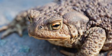 Жабий патруль: на дорогах Южного Урала началась миграция амфибий
