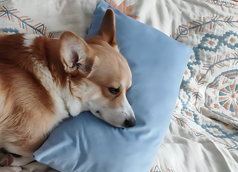 Изображение Породистую собаку, попавшую под колеса на азовской дороге, удалось спасти