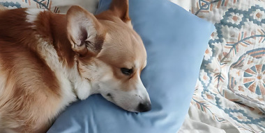 Породистую собаку, попавшую под колеса на азовской дороге, удалось спасти