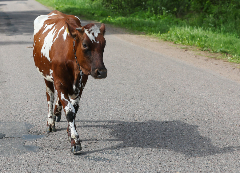 Изображение Корова устроила ДТП на Кузбасе: теперь ее владелец заплатит 1 млн рублей