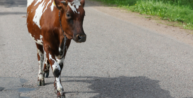 Корова устроила ДТП на Кузбасе: теперь ее владелец заплатит 1 млн рублей