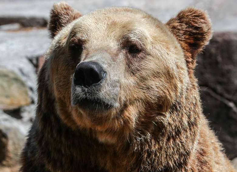 Изображение Медведи на трассе: подмосковных водителей предупредили о крупных хищниках