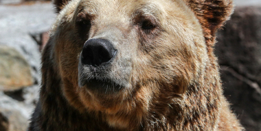 Медведи на трассе: подмосковных водителей предупредили о крупных хищниках