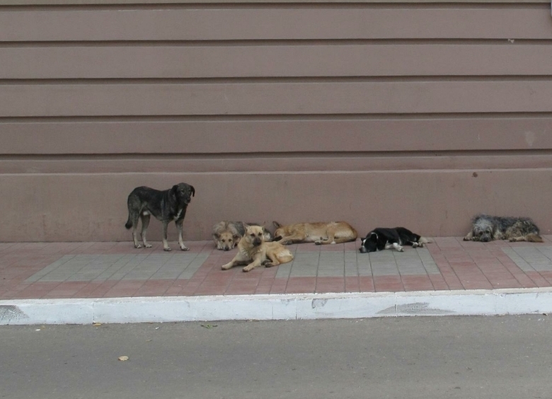 Курские бродячие собаки освоили ПДД: переходят дорогу на зелёный и по «зебре»